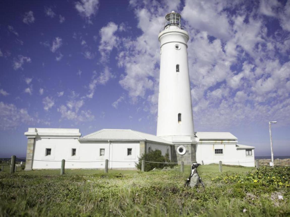 Seals Backpackers Hotel Cape St. Francis Kültér fotó